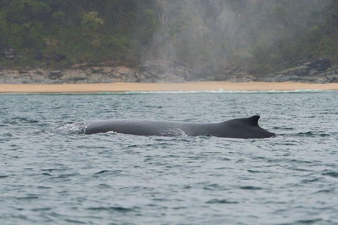 2-Hour Guided Whale Watching Tour At Noosa - Accommodation Nelson Bay 5
