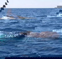 Noosa Whale Watching - Accommodation Nelson Bay