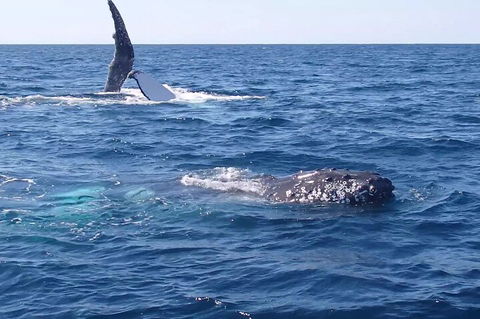 Noosa Whale Watching - Accommodation Nelson Bay 0