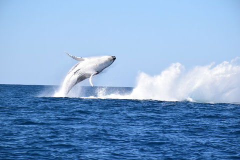 Noosa Whale Watching - Accommodation Nelson Bay 1