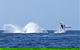 Noosa Whale Watching - thumb 2