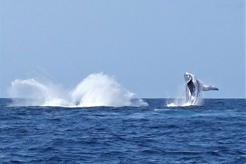 Noosa Whale Watching - Accommodation Nelson Bay 2