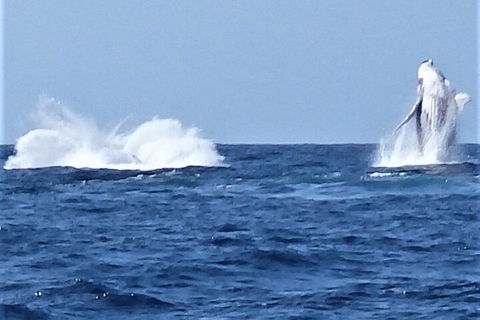 Noosa Whale Watching - Accommodation Nelson Bay 3