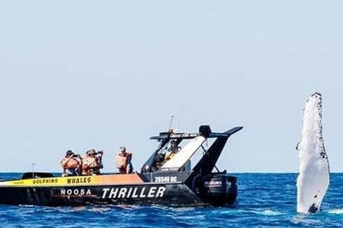 Noosa Whale Watching - Accommodation Nelson Bay 4