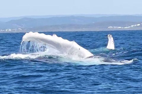 Noosa Whale Watching - Accommodation Nelson Bay 5
