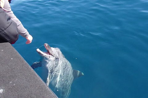 Noosa Wild Dolphin Safari - Accommodation Nelson Bay 0