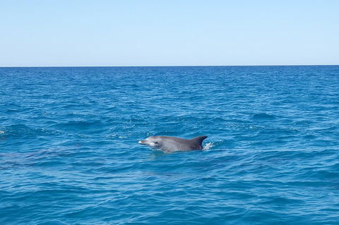 Noosa Wild Dolphin Safari - Accommodation Nelson Bay 1