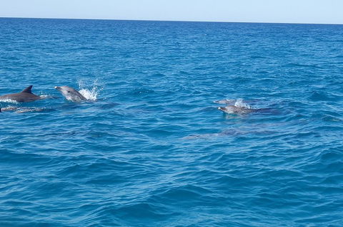 Noosa Wild Dolphin Safari - Accommodation Nelson Bay 4