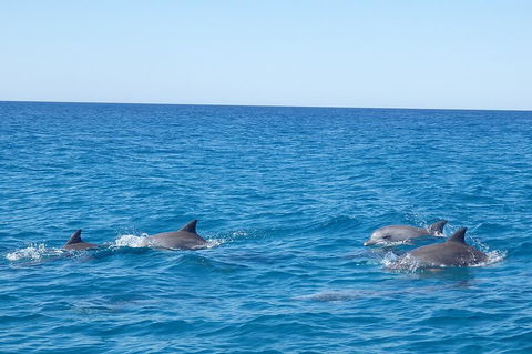 Noosa Wild Dolphin Safari - Accommodation Nelson Bay 5