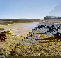 Kangaroo Island Personal Group Tours - Accommodation Nelson Bay