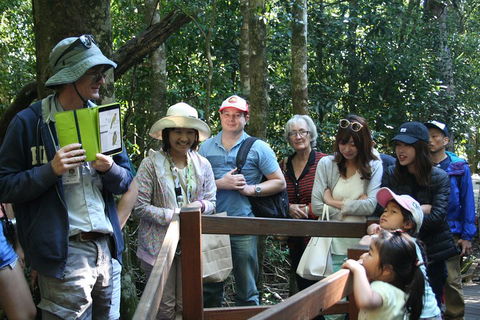 Natural Bridge Glow Worm Night Tour From Gold Coast - Accommodation Nelson Bay 4
