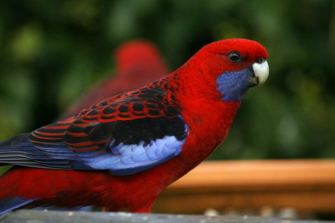 LGBT+ Friendly 2 Day Private Tour Great Ocean Road + Phillip Island - Nelson Bay Accommodation.com 3