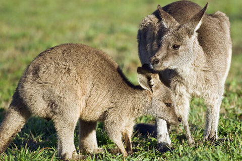 LGBT+ Friendly Full Day Phillip Island Private Tour - Accommodation Nelson Bay 3
