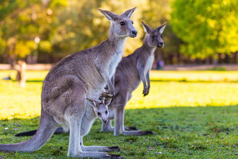LGBT+ Friendly Full Day Phillip Island Private Tour - Accommodation Nelson Bay 4