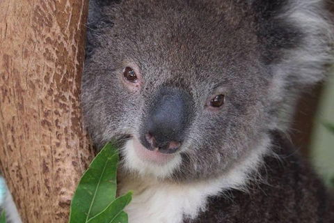 All Inclusive Blue Mountains Small-Group Day Trip From Sydney - Accommodation Nelson Bay 1