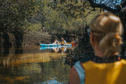 Kayak Tour In Adelaide Dolphin Sanctuary - Accommodation Nelson Bay 0