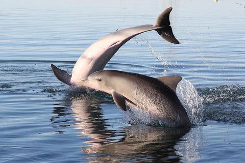 Kayak Tour In Adelaide Dolphin Sanctuary - Accommodation Nelson Bay 5