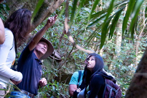 Natural Bridge & Springbrook Waterfalls Tour - Accommodation Nelson Bay 4