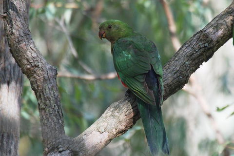 Private Blue Mountains Insider Tour From Sydney - Accommodation Nelson Bay 5