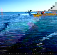 Penguin and Seal Islands Sea Kayaking Experience - Accommodation Nelson Bay