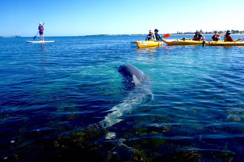 Penguin And Seal Islands Sea Kayaking Experience - Accommodation Nelson Bay 0