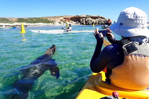 Penguin And Seal Islands Sea Kayaking Experience - Accommodation Nelson Bay 2