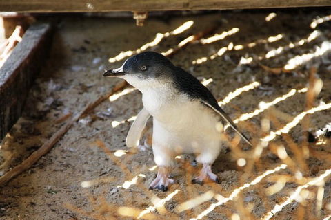 Penguin And Seal Islands Sea Kayaking Experience - Accommodation Nelson Bay 3
