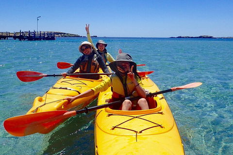 Penguin And Seal Islands Sea Kayaking Experience - Accommodation Nelson Bay 4