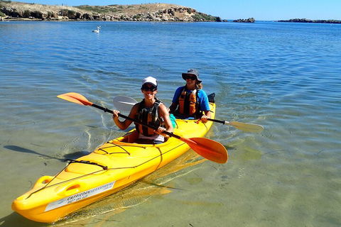Penguin And Seal Islands Sea Kayaking Experience - Accommodation Nelson Bay 5