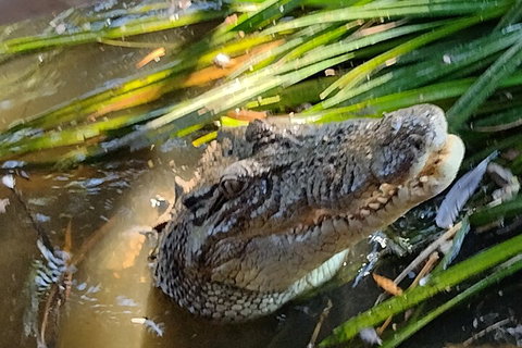 Litchfield Park Adventures And Jumping Crocodile Cruise + Butterfly Farm - Nelson Bay Accommodation.com 4