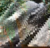 Private Blue Mountains and Wildlife Park Tour from Sydney with Barbecue Lunch - Accommodation Nelson Bay