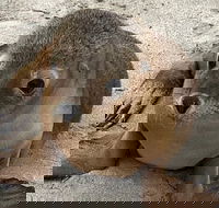 Kangaroo Island Scenic Trail Tour - Nelson Bay Accommodation.com