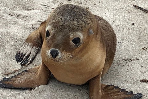 Kangaroo Island Scenic Trail Tour - Accommodation Nelson Bay 0