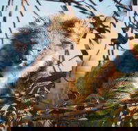 2-Hour Koala Walking Tour in Kangaroo Island - Nelson Bay Accommodation.com