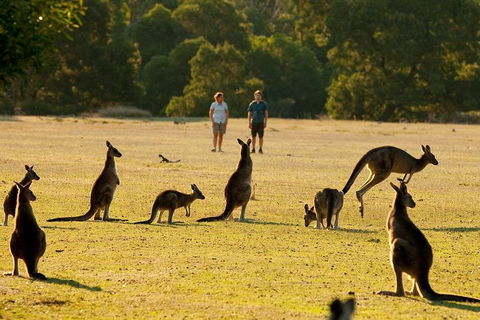 Grampians National Park Small-Group Eco Tour From Melbourne - Accommodation Nelson Bay 4
