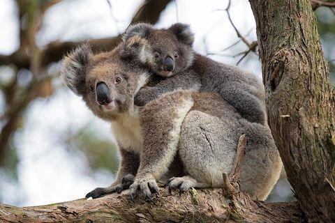Great Ocean Road Sunset Tour From Melbourne - Accommodation Nelson Bay 0
