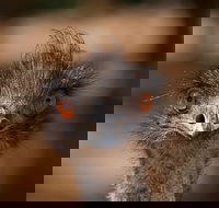 Currumbin Wildlife Sanctuary General Entry Ticket - Accommodation Nelson Bay