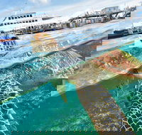 Scenic Helicopter Flight to Moore Reef and Return Snorkeling Cruise from Cairns - Accommodation Nelson Bay