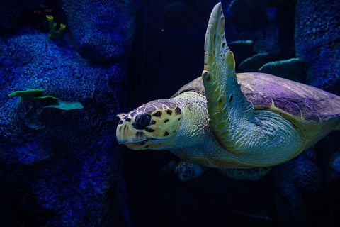 Sydney Attractions Pass: SEA LIFE Aquarium, Sydney Tower Eye, WILD LIFE Zoo And Madame Tussauds - Accommodation Nelson Bay 1