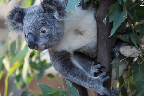 Sydney Attractions Pass: SEA LIFE Aquarium, Sydney Tower Eye, WILD LIFE Zoo And Madame Tussauds - Accommodation Nelson Bay 2