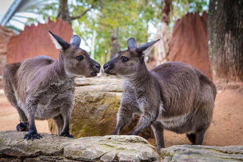 Sydney Attractions Pass: SEA LIFE Aquarium, Sydney Tower Eye, WILD LIFE Zoo And Madame Tussauds - Accommodation Nelson Bay 5