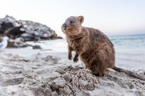 Rottnest Island All-Inclusive Grand Island Tour From Fremantle - Accommodation Nelson Bay 2