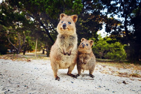 Rottnest Island All-Inclusive Grand Island Tour From Fremantle - Accommodation Nelson Bay 5