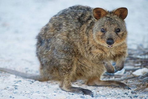 Perth To Rottnest Island Roundtrip Ferry Ticket - Accommodation Nelson Bay 3