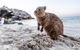 Perth To Rottnest Island Roundtrip Ferry Ticket - thumb 5