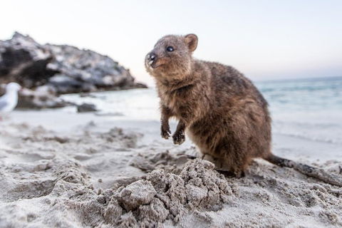 Perth To Rottnest Island Roundtrip Ferry Ticket - Accommodation Nelson Bay 5