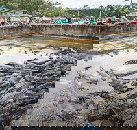 Hartley's Crocodile Adventures Day Trip from Cairns - Accommodation Nelson Bay