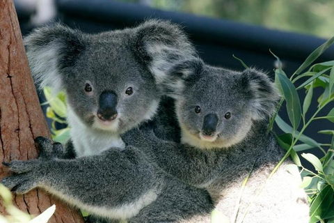Sydney Harbour Ferry With Taronga Zoo Entry Ticket - Accommodation Nelson Bay 3