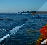 Mornington Peninsula Kayak Coastline Tour of Dolphin Sanctuary - Accommodation Nelson Bay