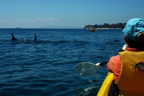 Mornington Peninsula Kayak Coastline Tour Of Dolphin Sanctuary - Accommodation Nelson Bay 0